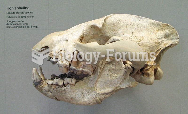 Skull of Crocuta crocuta spelaea