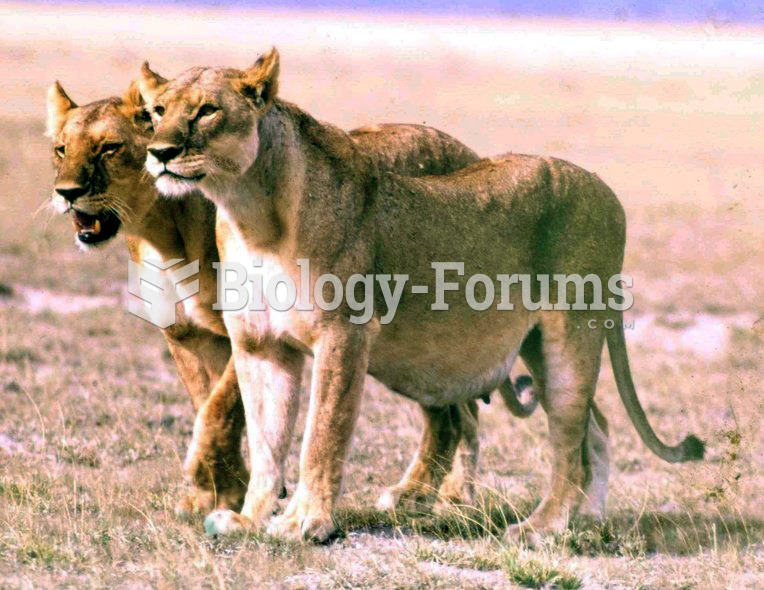 A pregnant lioness (right)