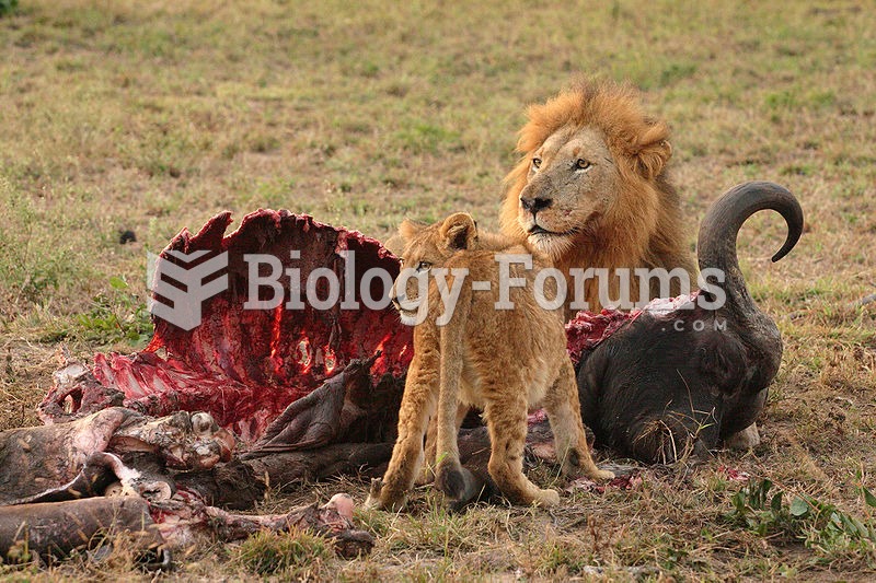 The tolerance of male lions towards the cubs varies. They are, however, generally more likely to sha
