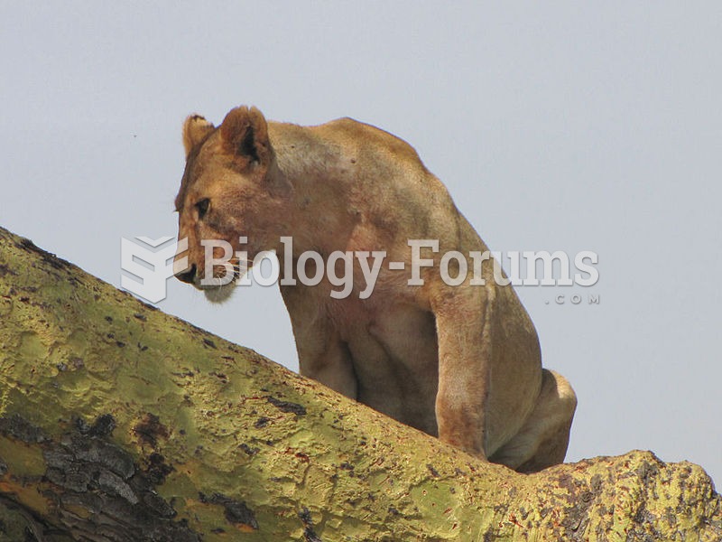 One of the tree climbing Lions of the Serengeti, Tanzania