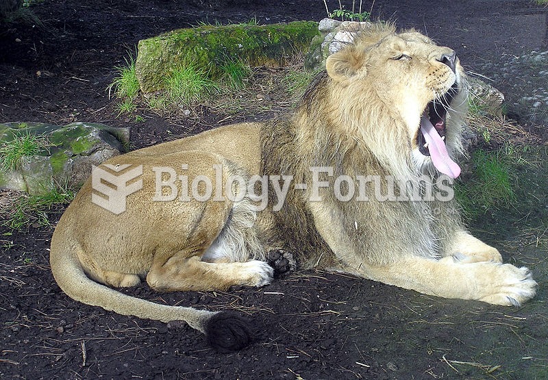 Asiatic Lion Male