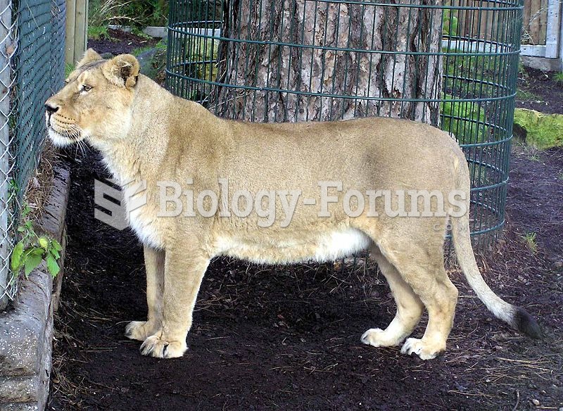 Asiatic Lion Female