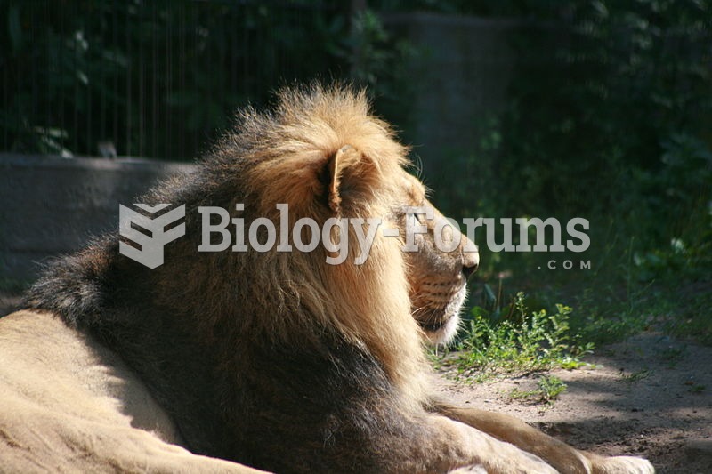 An adult male Asiatic lion