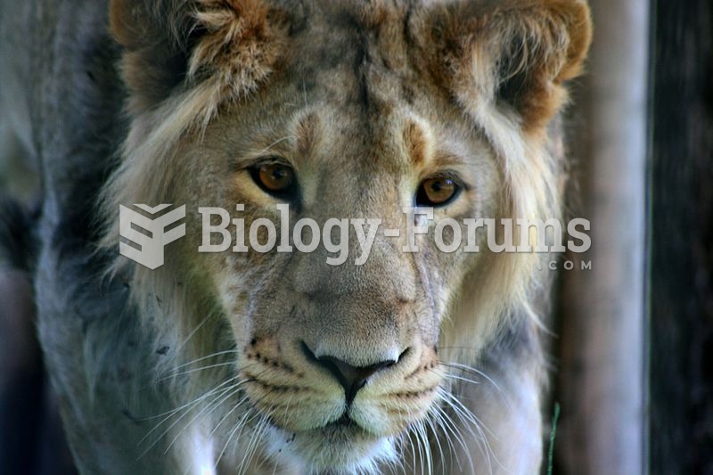 A young male Asiatic lion
