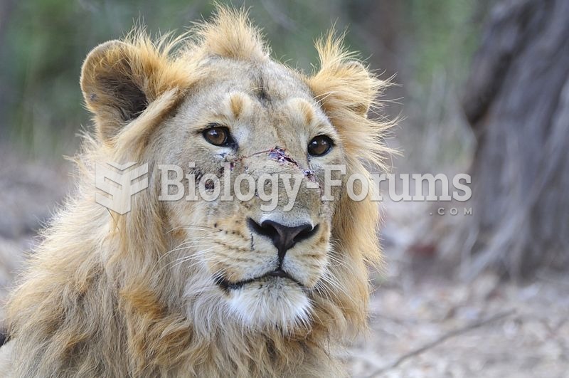 Male Asiatic Lion after a recent fight