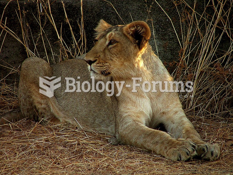 The Asiatic lion, whose habitat once ranged from the Mediterranean to north-west Indian subcontinent