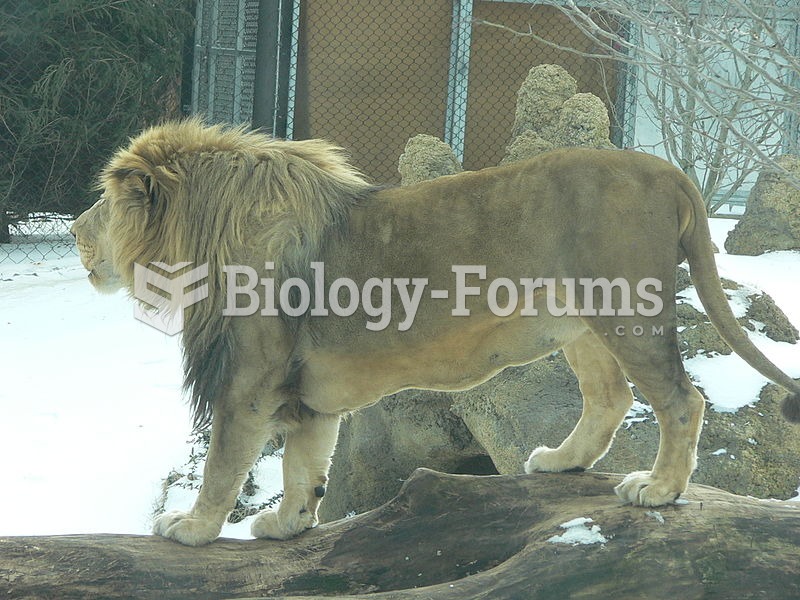 Male African lion of the Transvaal subspecies