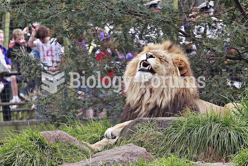 Lion at Melbourne Zoo enjoying an elevated grassy area with some tree shelter