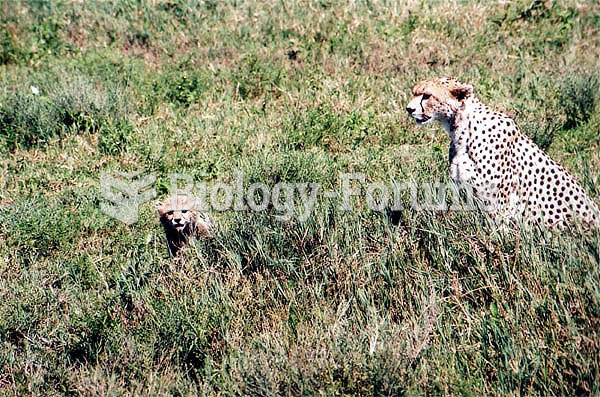 Cheetah mother with cub