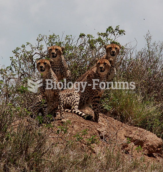 Four cheetahs at Serengeti National Park, Tanzania