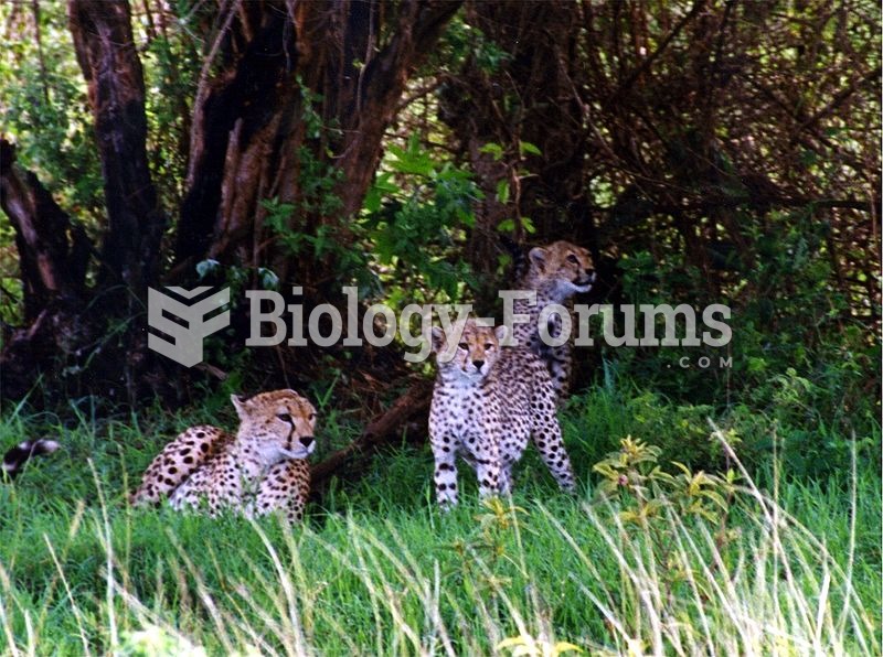 Female cheetah and cubs in the Ngorongoro Conservation Area