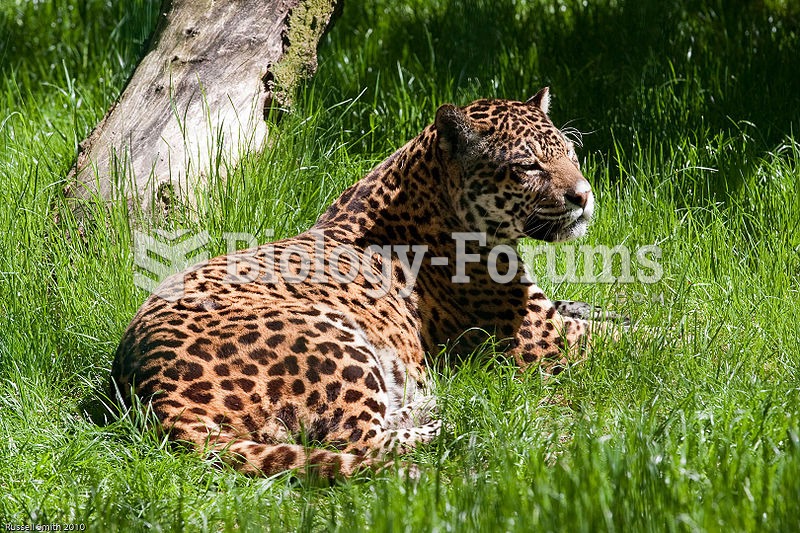 While numerous subspecies of the jaguar have been recognized, recent research suggests just three. G