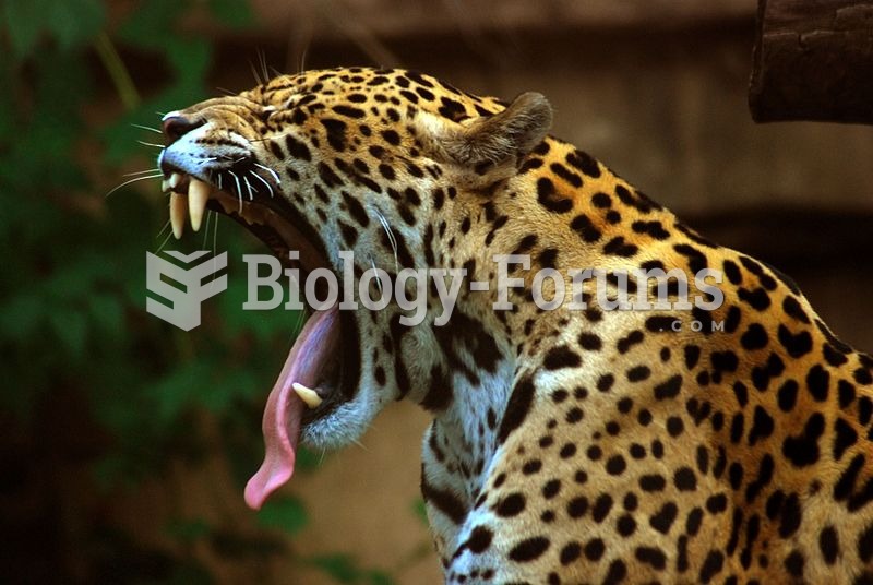 The jaguar has an exceptionally powerful bite that allows it to pierce the shells of armoured reptil