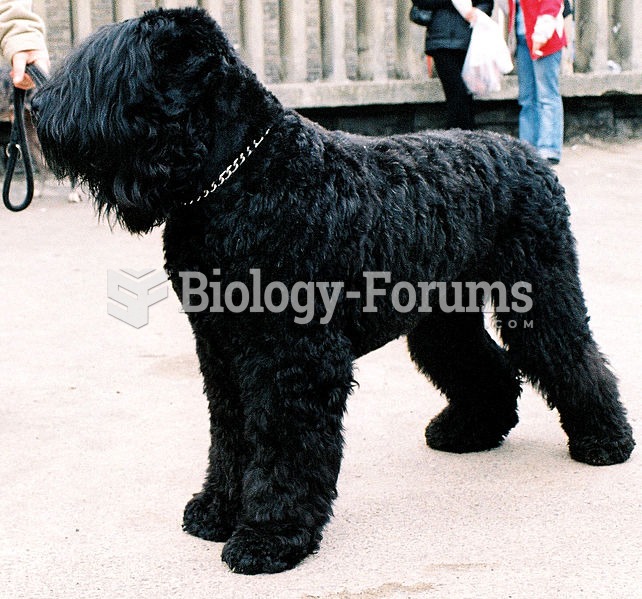 Black Russian Terrier