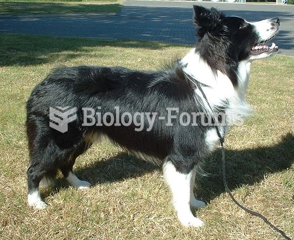 Border Collie