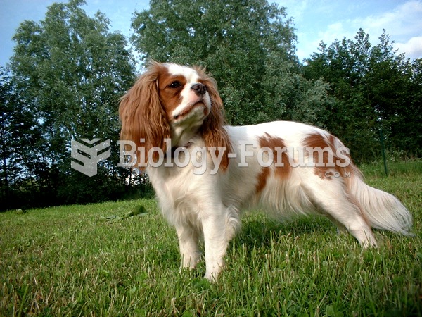 Cavalier King Charles Spaniel