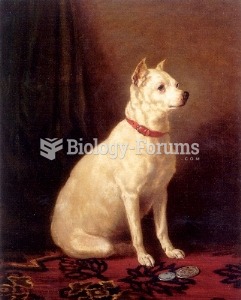 English White Terrier