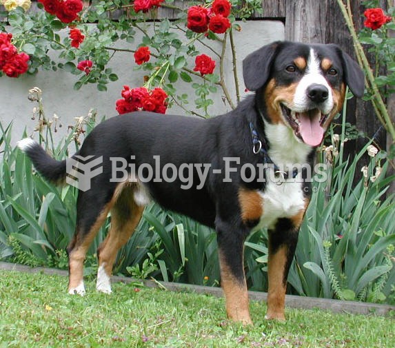 Entlebucher Mountain Dog