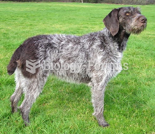 German Wirehaired Pointer