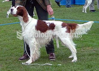 Irish Red and White Setter