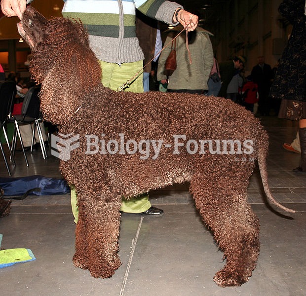 Irish Water Spaniel