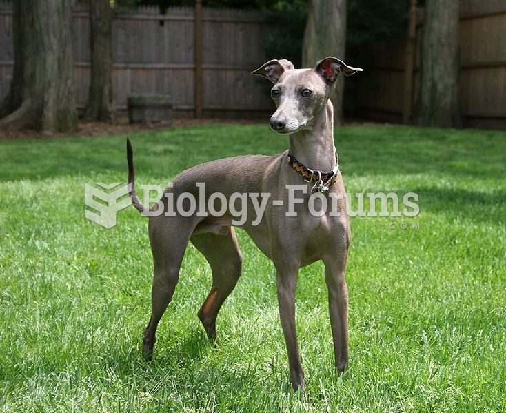 Italian Greyhound