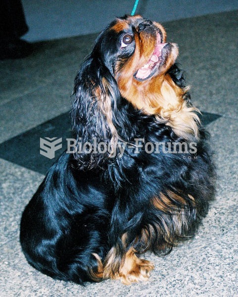 King Charles Spaniel