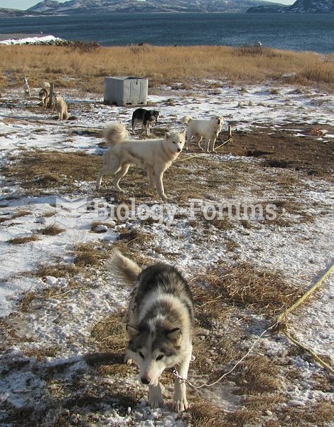 Labrador Husky