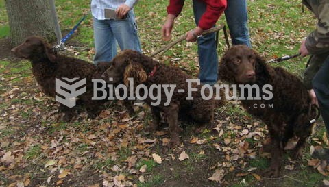 Murray River Curly Coated Retriever