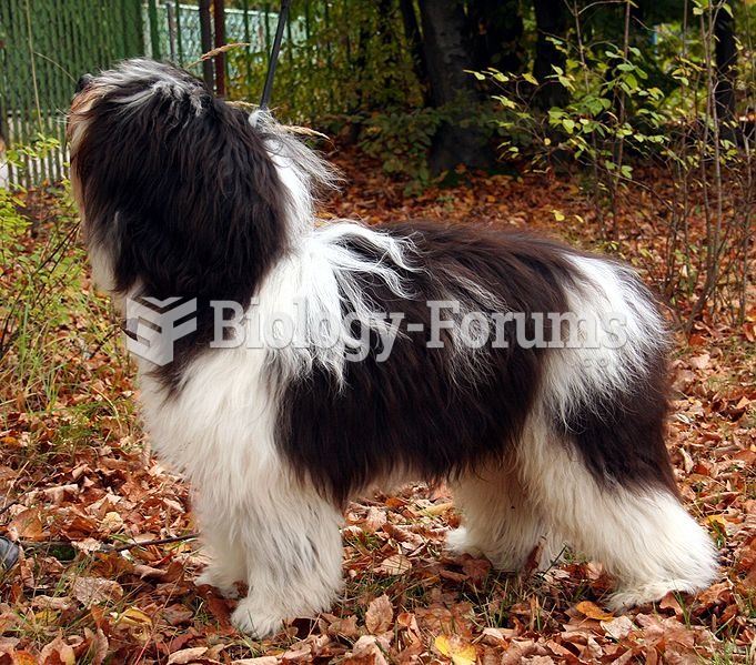 Polish Lowland Sheepdog