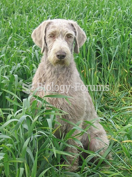 Slovakian Rough-haired Pointer