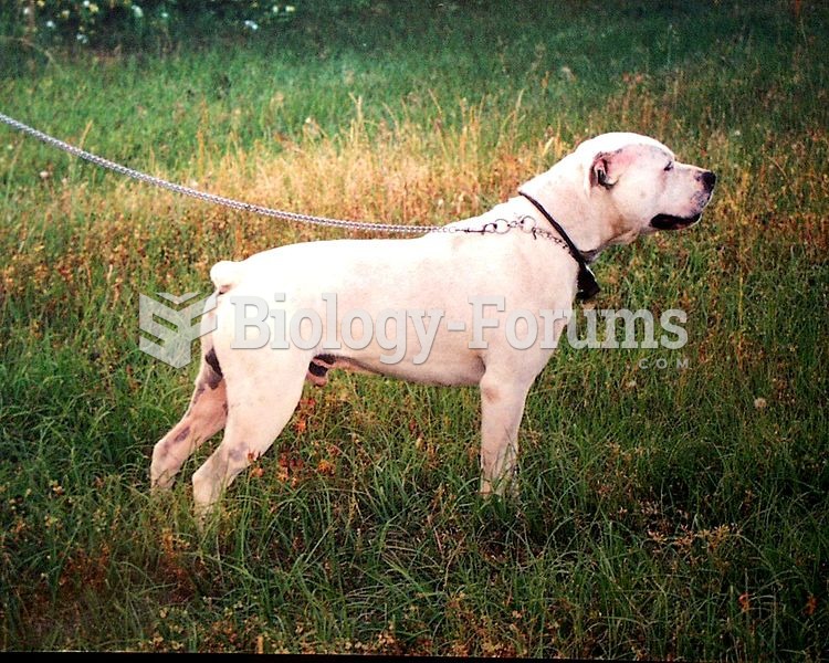 White English Bulldog