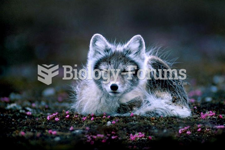 Arctic fox at Svalbard, Norway.