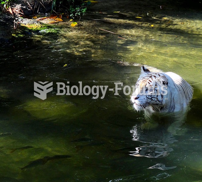 White tiger in water at the Singapore Zoo