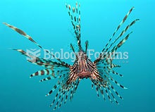 The ornate red lionfish as seen from a head-on view