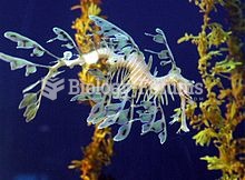 Fish come in many shapes and sizes. This is a sea dragon, a close relative of the seahorse. Their le