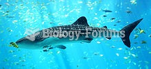 A Whale shark, the world's largest fish, is classified as Vulnerable.