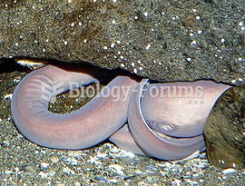 Pacific hagfish trying to hide under a rock