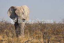 African bush (savanna) elephant in Etosha National Park, Namibia.