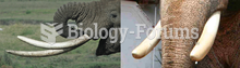 Tusks of African and Asian elephants.