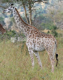 A Maasai giraffe in Mikumi National Park, Tanzania