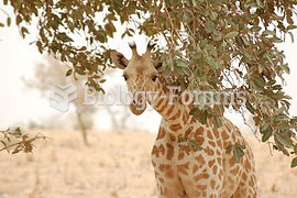 The endangered West African giraffe