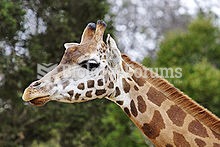 Closeup of the head of a giraffe at the Melbourne Zoo