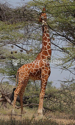 An adult male giraffe feeding high up on an acacia