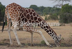 Giraffe bending down to drink. The animal's rete mirabile prevents excess blood flow to the bra