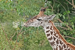 Giraffe extending its tongue to feed. Its tongue, lips and palate are tough enough to deal with shar