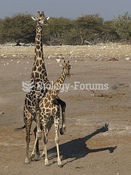 Male giraffe mounting a female. Only dominant males are generally able to mate.