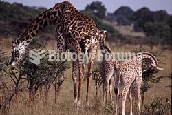 Mother giraffe and calves feeding. It is mostly the females that raise young, and they may gather in