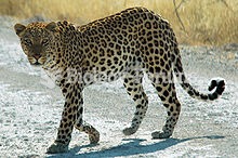 African leopard (Panthera pardus pardus)