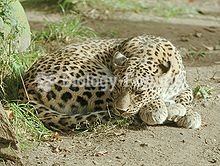 Persian leopard kept in Hannover's Adventure Zoo, Germany